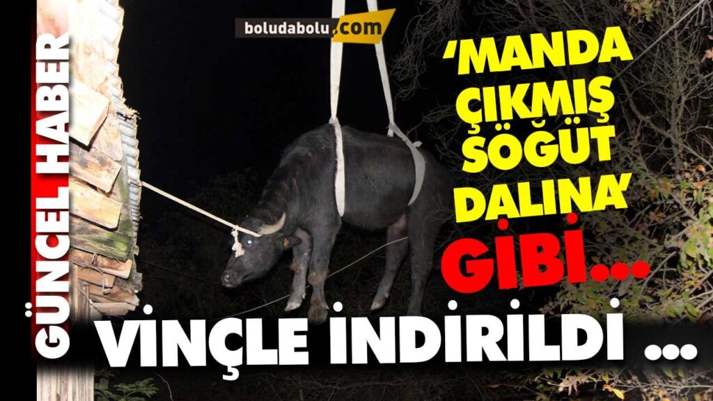 Deponun çatısına çıkan manda… Deponun çatısına çıkan manda…