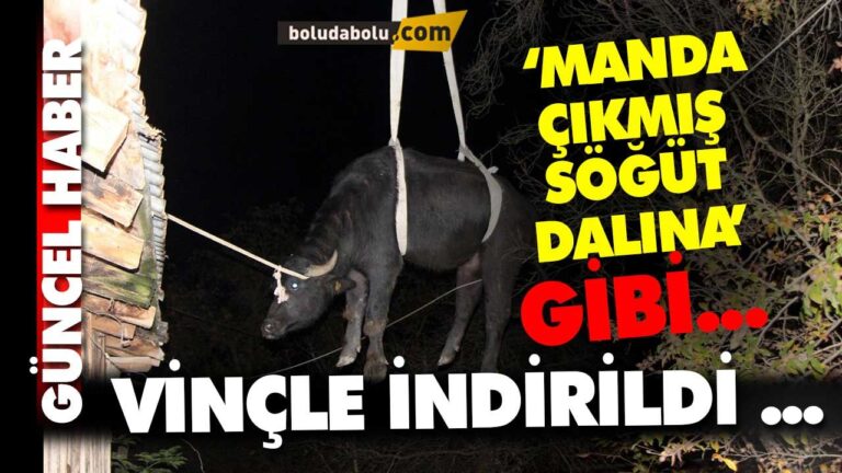 Deponun çatısına çıkan manda…