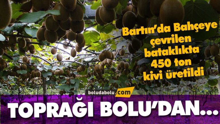 Bahçeye çevirilen bataklıkta 450 ton kivi üretildi