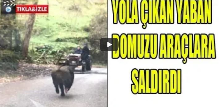 Yola çıkan yaban domuzu paniğe neden oldu