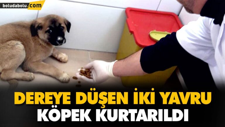DEREYE DÜŞEN İKİ YAVRU KÖPEK KURTARILDI