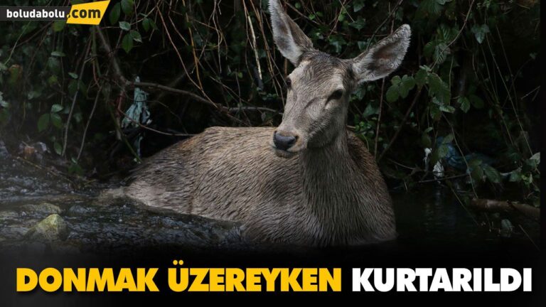 DONMAK ÜZEREYKEN KURTARILDI