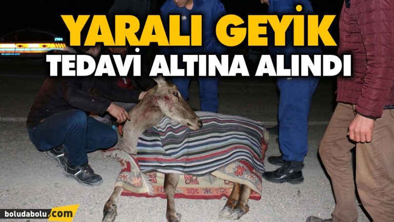 YARALI HALDE BULUNAN GEYİK, MİLLİ PARK YETKİLİLERİNE TESLİM EDİLDİ