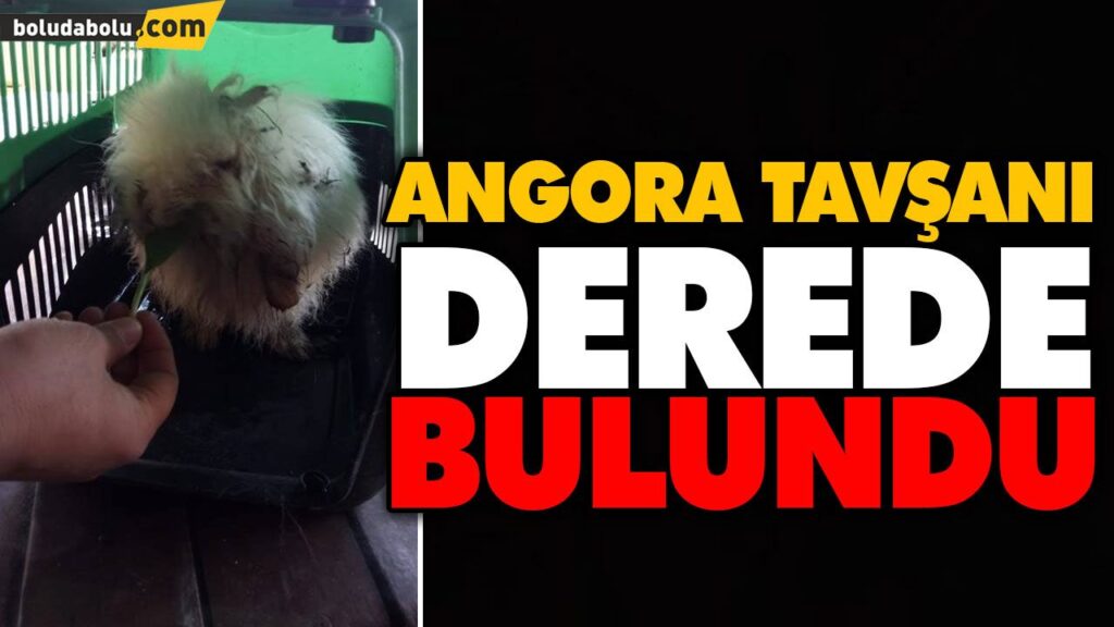 ANGORA TAVŞANI DEREDE BULUNDU ANGORA TAVŞANI DEREDE BULUNDU