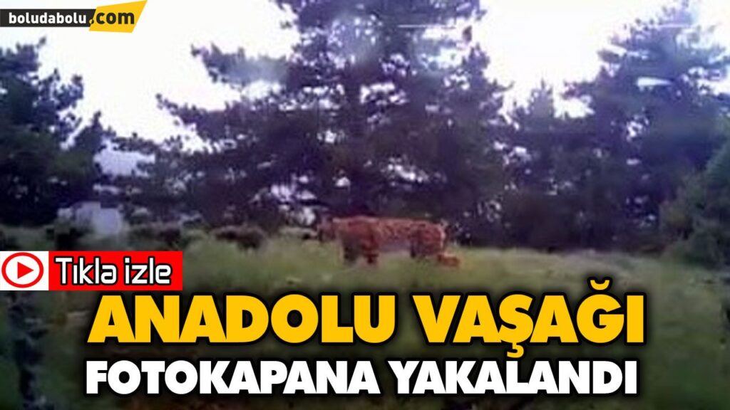 ANADOLU VAŞAĞI FOTOKAPANA YAKALANDI