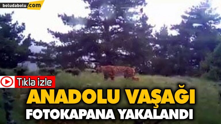 ANADOLU VAŞAĞI FOTOKAPANA YAKALANDI