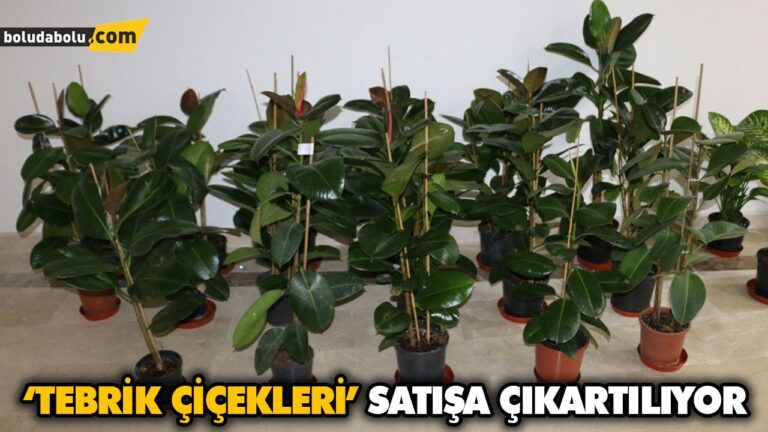 ‘TEBRİK ÇİÇEKLERİ’ SATIŞA ÇIKARTILIYOR