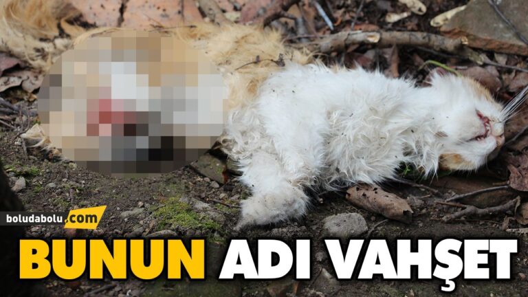 Bolu’da kedinin ayaklarını kesmişler!
