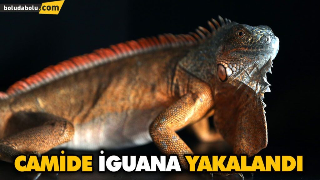 CAMİDE İGUANA YAKALANDI CAMİDE İGUANA YAKALANDI