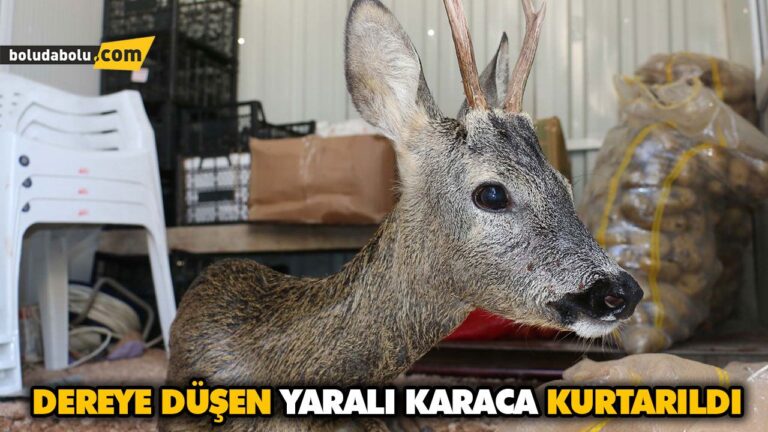 DEREYE DÜŞEN YARALI KARACA KURTARILDI