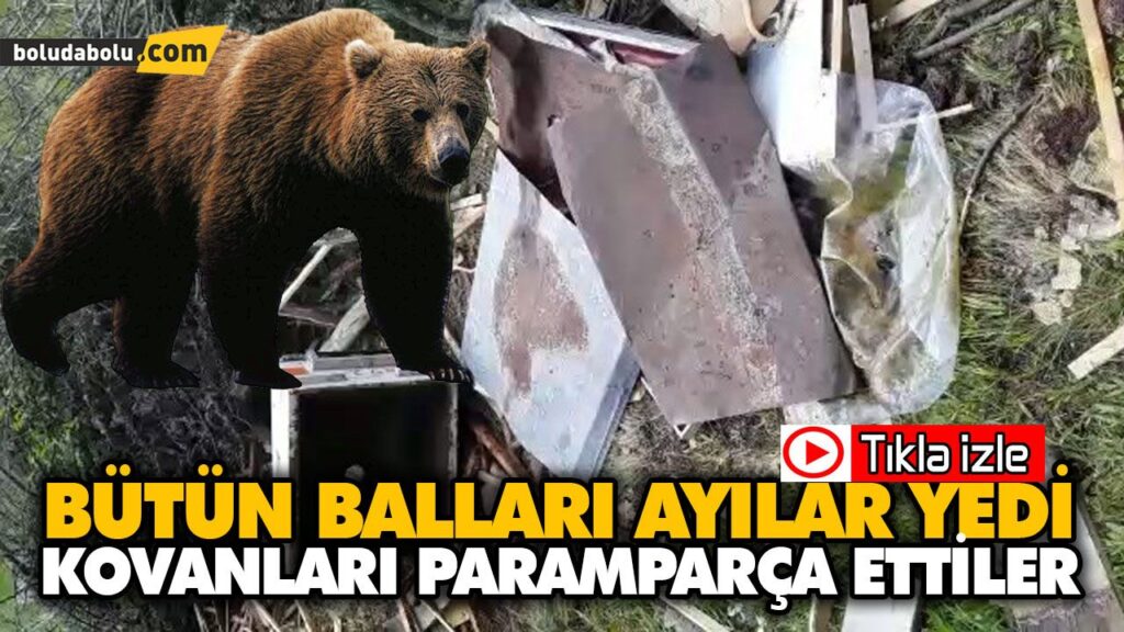 KOVANLARINI AYI PARÇALADI KOVANLARINI AYI PARÇALADI