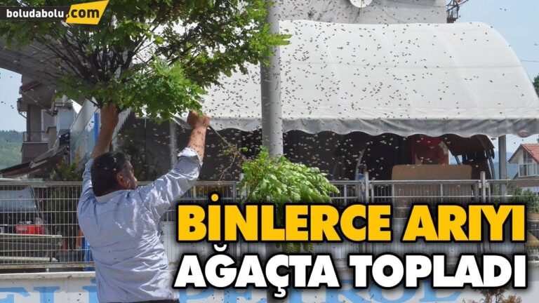 BİNLERCE ARIYI AĞAÇTA TOPLADI