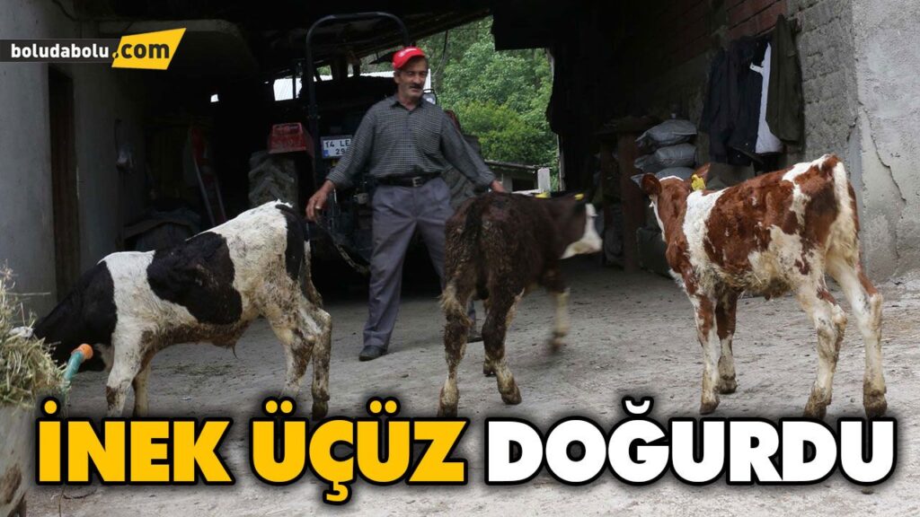 İNEK ÜÇÜZ DOĞURDU İNEK ÜÇÜZ DOĞURDU