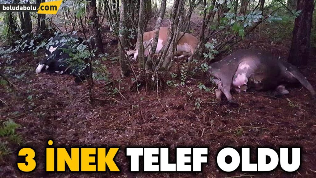 3 İNEK TELEF OLDU 3 İNEK TELEF OLDU