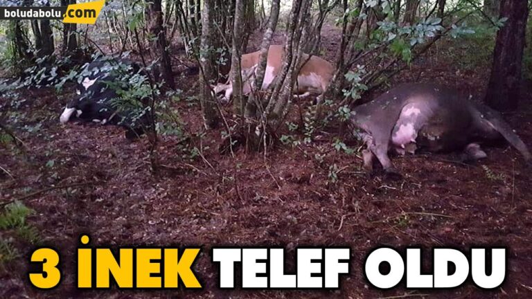 3 İNEK TELEF OLDU