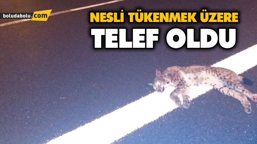 NESLİ TÜKENMEK ÜZERE TELEF OLDU NESLİ TÜKENMEK ÜZERE TELEF OLDU