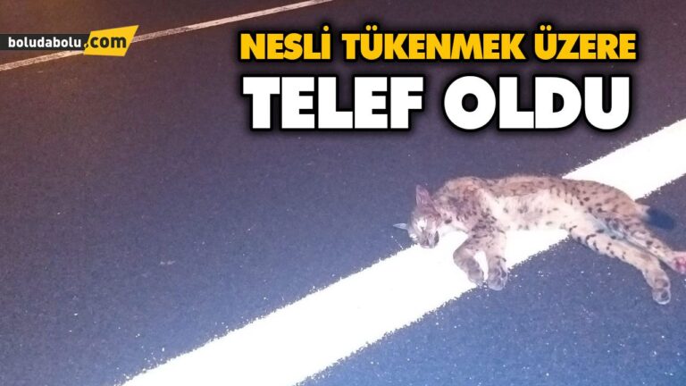 NESLİ TÜKENMEK ÜZERE TELEF OLDU