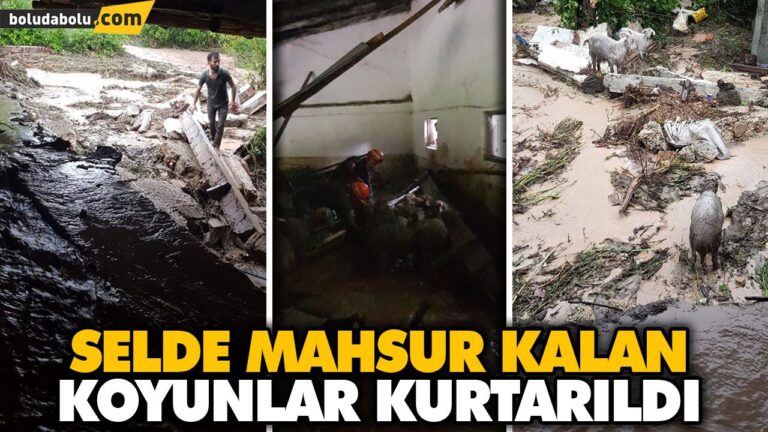 SELDE MAHSUR KALAN KOYUNLAR KURTARILDI