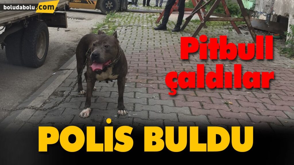 ÇALINAN PİTBULL POLİS TARAFINDAN BULUNDU ÇALINAN PİTBULL POLİS TARAFINDAN BULUNDU
