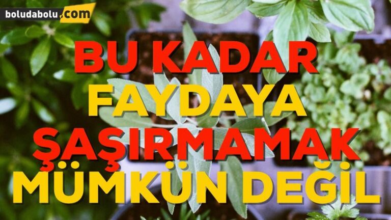 Kekiğin Faydaları Nelerdir?