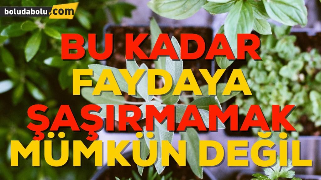 Kekiğin Faydaları Nelerdir? Kekiğin Faydaları Nelerdir?
