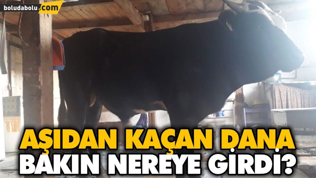 “AŞIDAN KAÇAN” DANA EVE GİRDİ