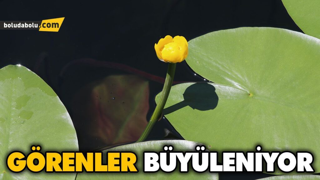 BOLU’NUN TABİAT PARKLARI “NİLÜFER”LE BİR BAŞKA GÜZEL BOLU’NUN TABİAT PARKLARI “NİLÜFER”LE BİR BAŞKA GÜZEL
