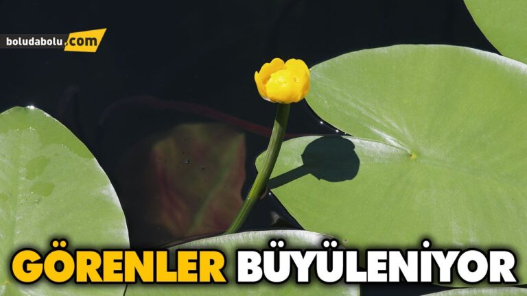 BOLU’NUN TABİAT PARKLARI “NİLÜFER”LE BİR BAŞKA GÜZEL