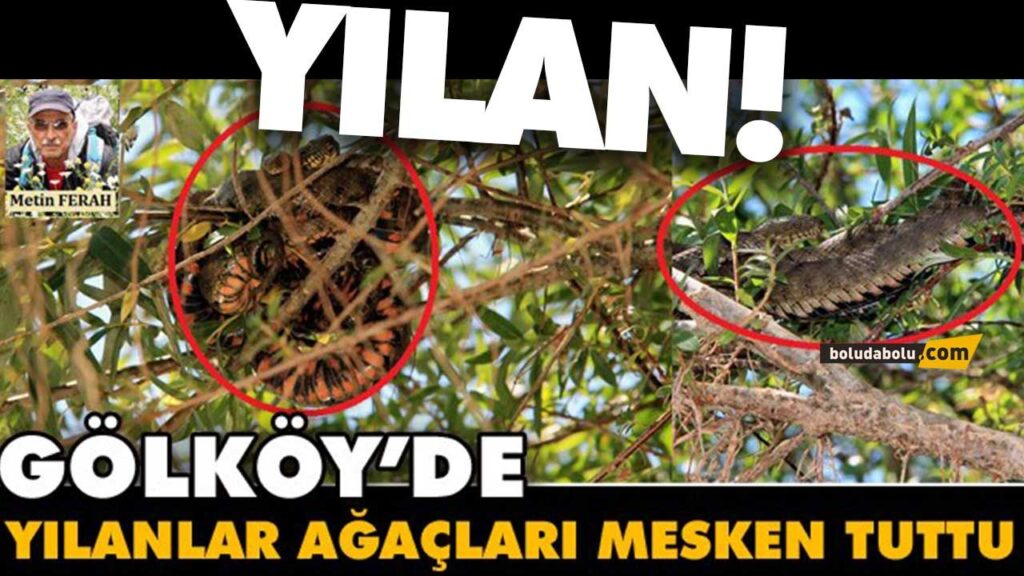 Dev yılanlarla karşılaşıyorlar | BOLU Dev yılanlarla karşılaşıyorlar | BOLU