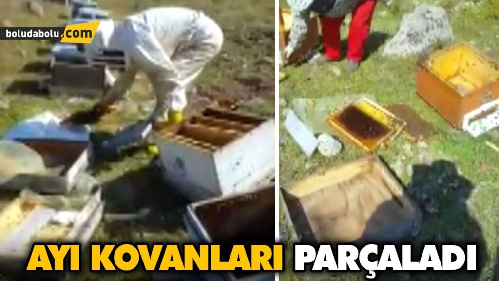 AYI KOVANLARI PARÇALADI AYI KOVANLARI PARÇALADI