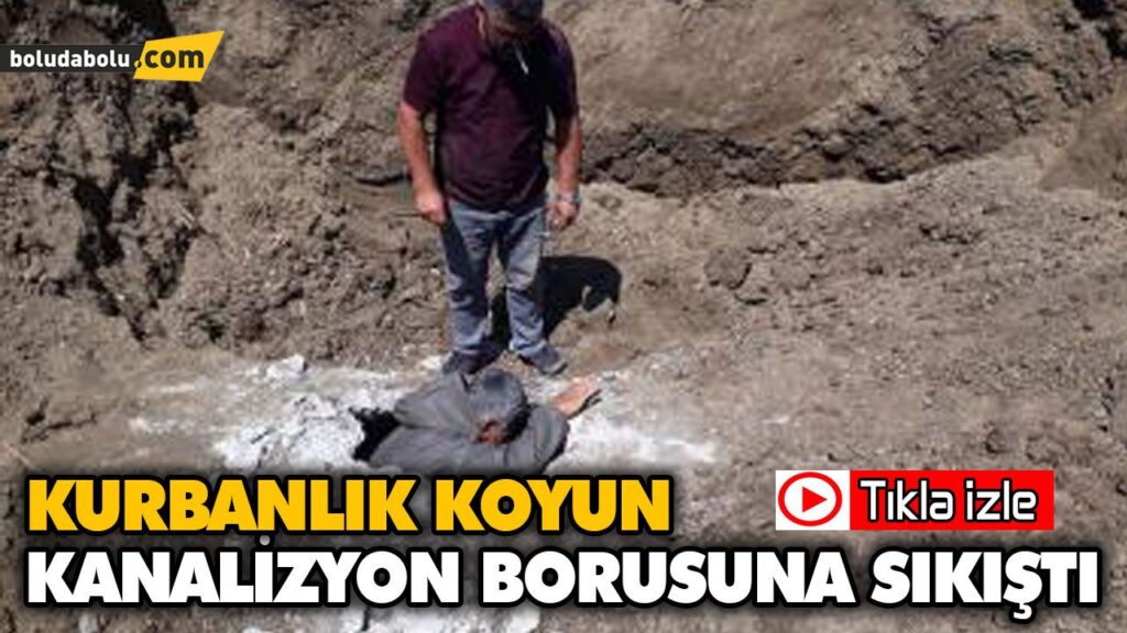 EKİPLERDEN KURBANLIK KOYUN MESAİSİ EKİPLERDEN KURBANLIK KOYUN MESAİSİ