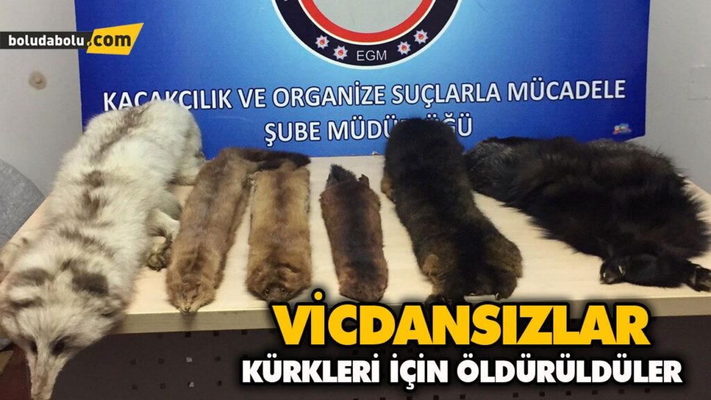 KÜRKLERİ İÇİN ÖLDÜRÜLDÜLER KÜRKLERİ İÇİN ÖLDÜRÜLDÜLER