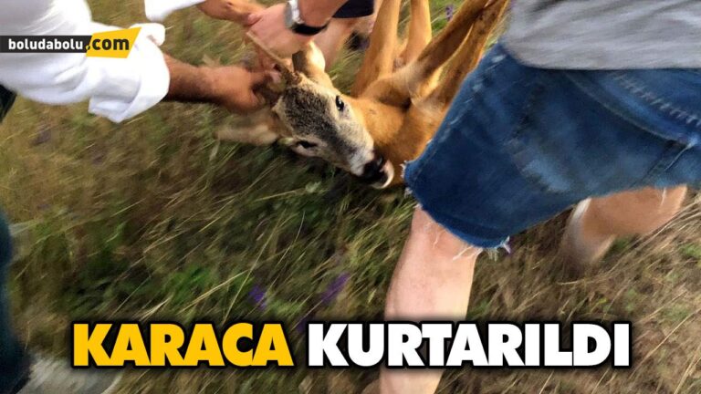 KARACA KURTARILDI