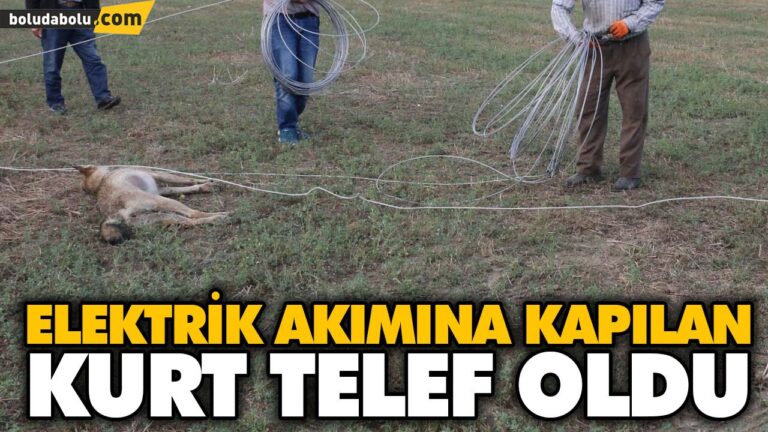 ELEKTRİK AKIMINA KAPILAN KURT TELEF OLDU