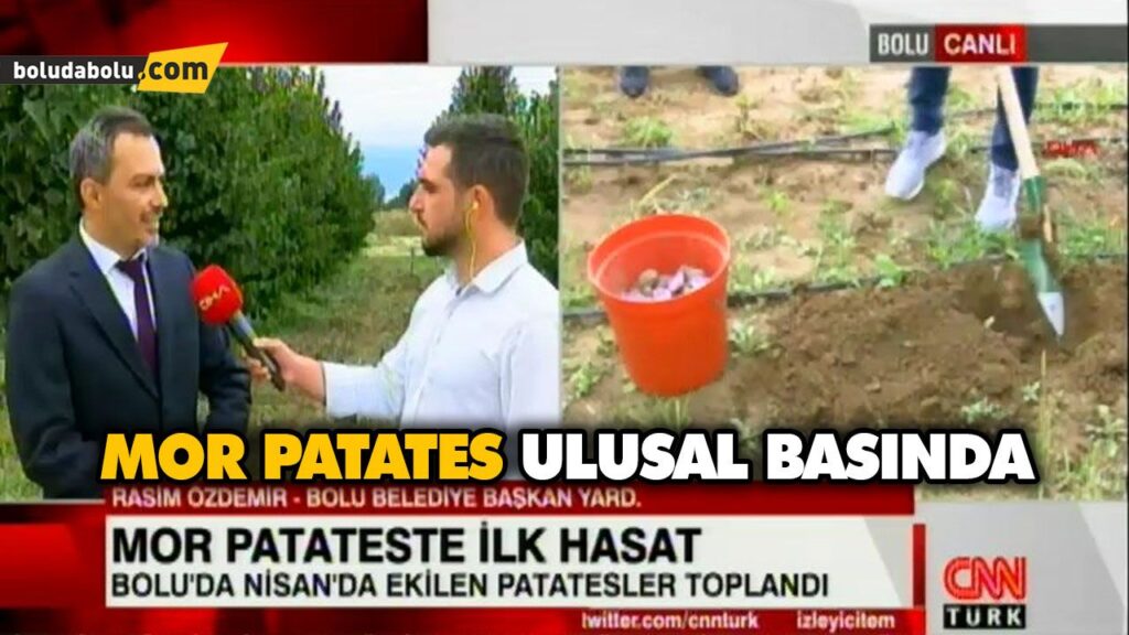 Mor patates ulusal basında Mor patates ulusal basında