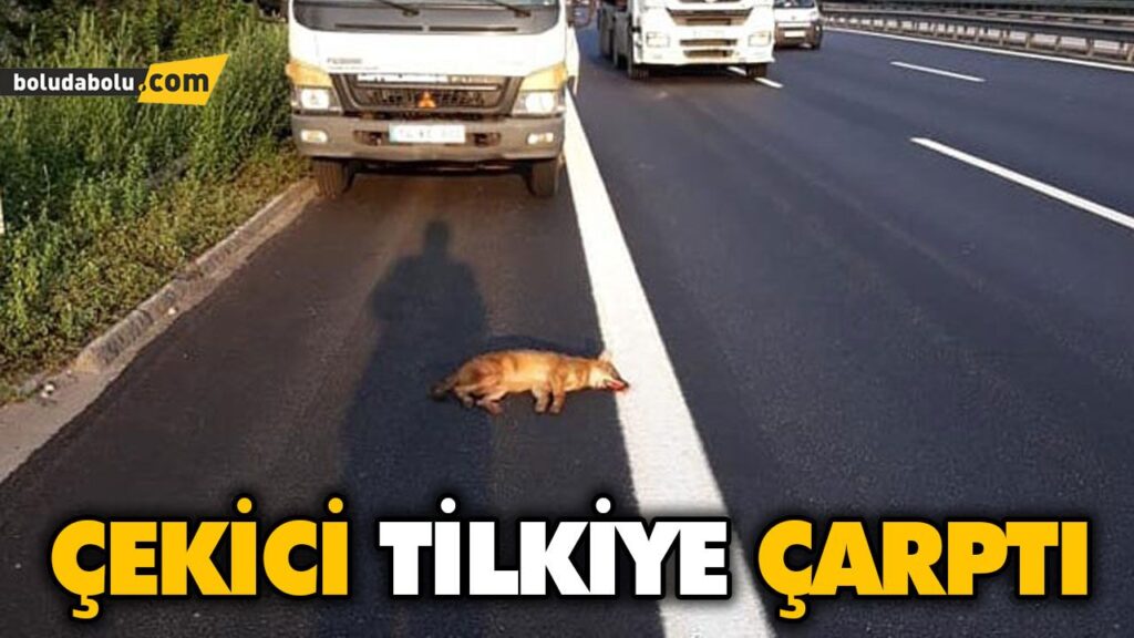ÇEKİCİ TİLKİYE ÇARPTI ÇEKİCİ TİLKİYE ÇARPTI