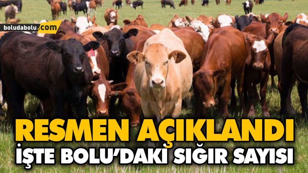BOLU’NUN HAYVANSAL ÜRETİM İSTATİSTİKLERİ AÇIKLANDI BOLU’NUN HAYVANSAL ÜRETİM İSTATİSTİKLERİ AÇIKLANDI