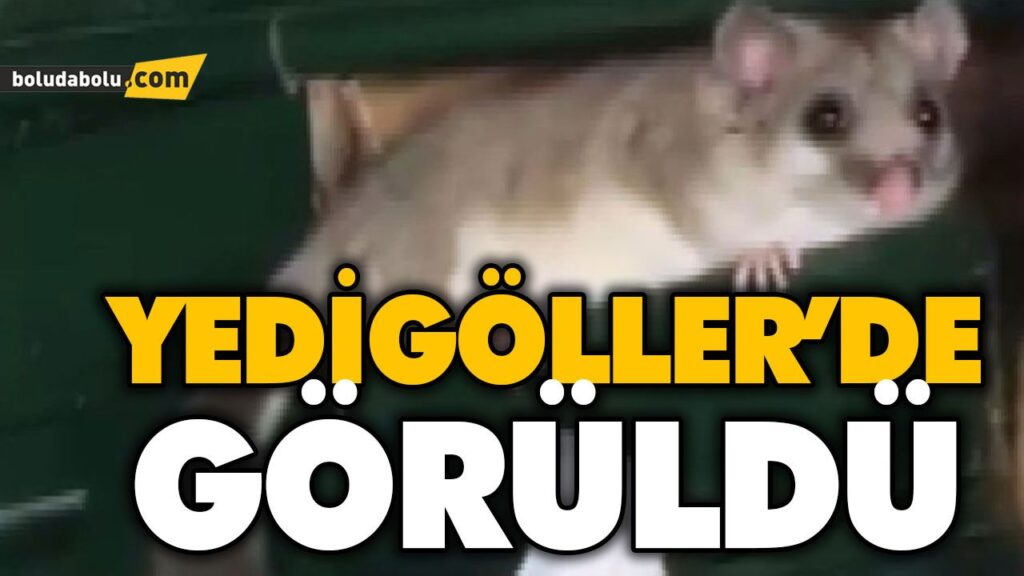 YEDİGÖLLER’DE İLK KEZ GÖRÜNTÜLENDİ YEDİGÖLLER’DE İLK KEZ GÖRÜNTÜLENDİ