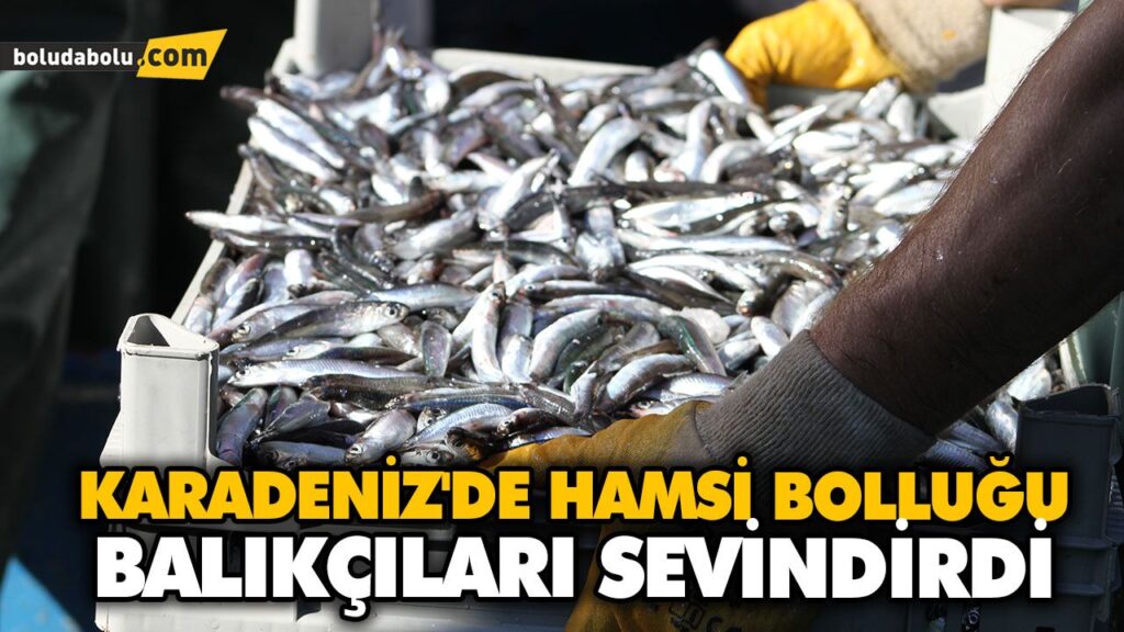 KARADENİZ’DE HAMSİ BOLLUĞU BALIKÇILARI SEVİNDİRDİ KARADENİZ’DE HAMSİ BOLLUĞU BALIKÇILARI SEVİNDİRDİ