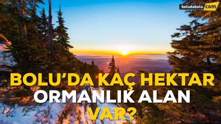 Bolu’da kaç hektar ormanlık alan var?