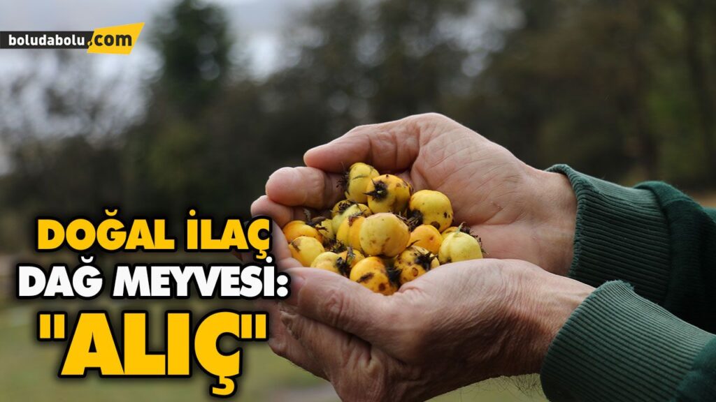 DOĞAL İLAÇ DAĞ MEYVESİ: “ALIÇ” DOĞAL İLAÇ DAĞ MEYVESİ: “ALIÇ”