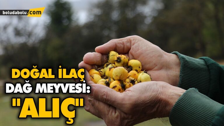 DOĞAL İLAÇ DAĞ MEYVESİ: “ALIÇ”
