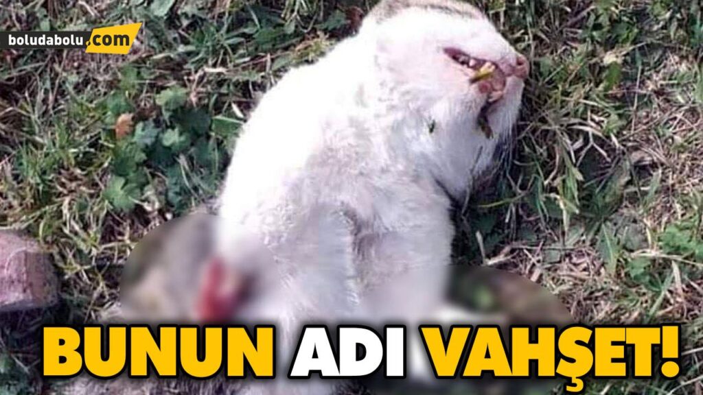 BUNUN ADI VAHŞET! BUNUN ADI VAHŞET!