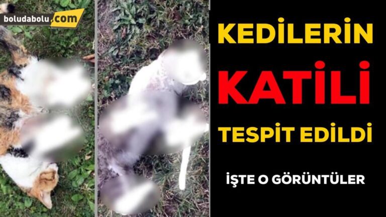 KEDİLERİN GİZEMİ ÇÖZÜLDÜ