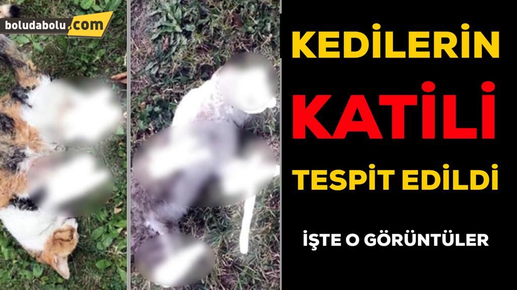 KEDİLERİN GİZEMİ ÇÖZÜLDÜ