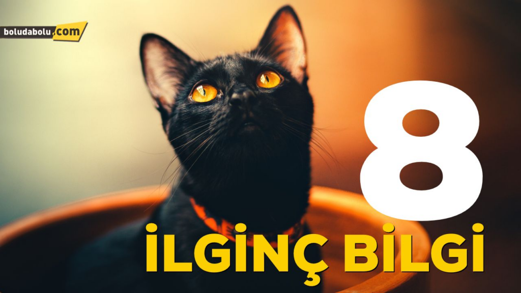 KARA KEDİLERİN 8 SIRRI KARA KEDİLERİN 8 SIRRI