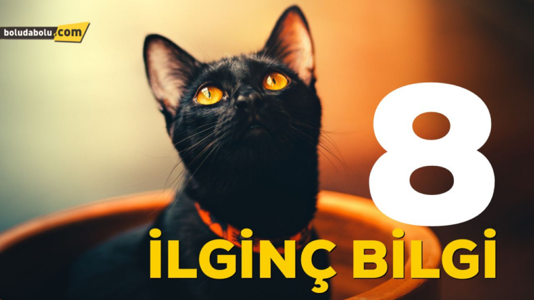 KARA KEDİLERİN 8 SIRRI