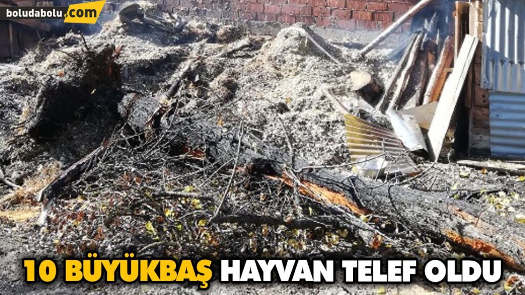 10 BÜYÜKBAŞ HAYVAN TELEF OLDU 10 BÜYÜKBAŞ HAYVAN TELEF OLDU