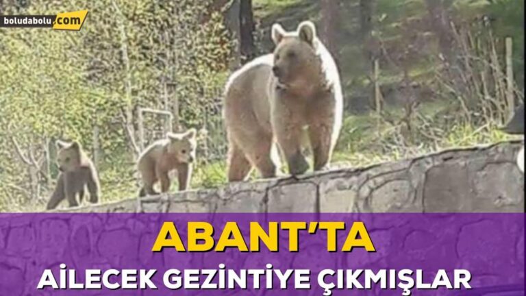 BİR ANNE AYI VE İKİ YAVRUSU BİRLİKTE GÖRÜNTÜLENDİ