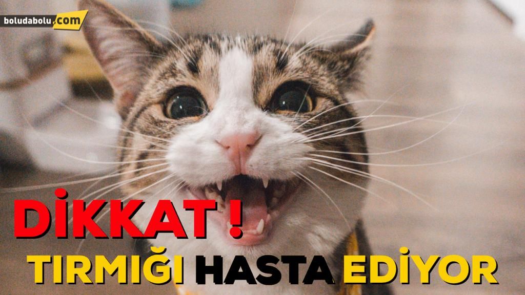 KEDİ TIRMIĞI HASTALIĞI KEDİ TIRMIĞI HASTALIĞI